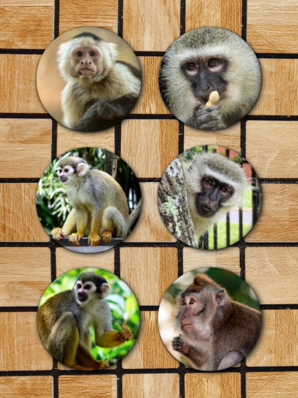 Monkey Fridge Magnets Set Of 6 Metal Magnets For Home Office Kitchen School